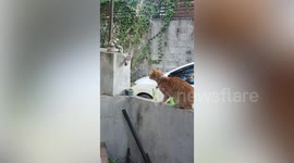 Cagey cat fights with wild gecko