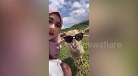 Amusing friendly goat joins girl taking selfies at farm