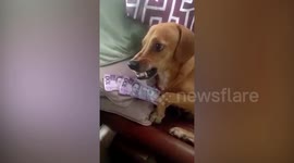 Grumpy dog bares fangs when owner tries to take his money