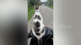 Adorable pet cat rides in front of motorcycle to enjoy view