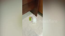 Friendly pet cat plays with newly-adopted rabbit in the Philippines