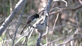 Cheeky and cute – Willie Wagtails feeding their three chicks in their nest.