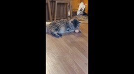 Cat channels her inner chicken before IMMEDIATELY REVERTING to her kitty ways