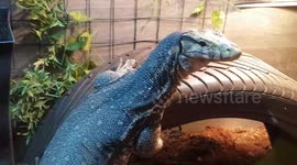 Monitor Lizard large Reptile Animal was a big creature to see