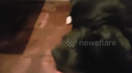 Border collie Joey opens his first Christmas present and gets a new tennis ball