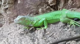 Two Green Iguanas climbing up the wall and they were bright lime green colour
