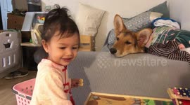 Cute toddler girl singing ABC song and puppy is looking at her with despite