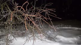 Fallen trees as ice storm batters in Metro Vancouver, BC, Canada