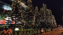 Norfolk Pine Trees have been turned into beautiful Christmas Trees
