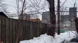 Fat squirrel in Montreal Quebec, winter time!