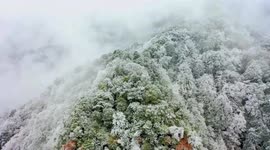 Temminck's Tragopan in The Snow at Jinfo Mountain Nature Reserve in Chongqing, China