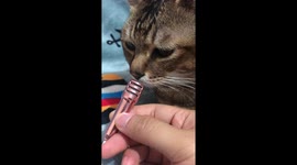 Big Tebby cat loudly purring into a mini microphone showing how happy he is.