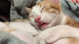 Ginger colour kitten sleeping and dreaming to be eating as his tongue is moving