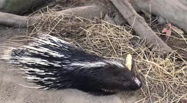 Thai zoo uses heater to keep animals warm during cold season