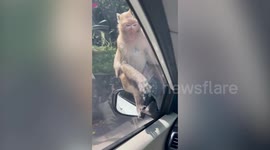 Two wild monkeys hitchhike onto moving tourist's car in Thailand