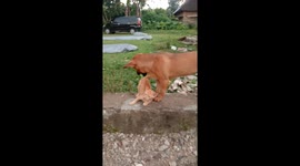 #2 Friendship of pet puppies and kittens in Indonesia