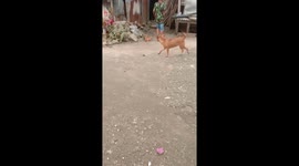 #3 Friendship of pet puppies and kittens in Indonesia