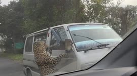 Dramatic video shows leopard who injured 13 people attacking van with people inside
