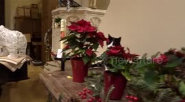 Cat indulges in red poinsettia at Christmassy St Philips Church in London
