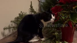 Christmas snack of red poinsettia for Pushkin the cat at St Philips Church in Kensington