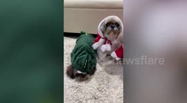 Adorable pet Shih Tzu dogs dress up in Santa Claus and dinosaur costumes for Christmas Eve