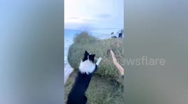 Diligent sheepdog helps pushing bale in northern China