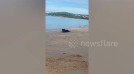 Funny pet dog crawls on beach like seal