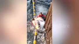 Fishermen release stingray stuck in trawler's net in Thailand