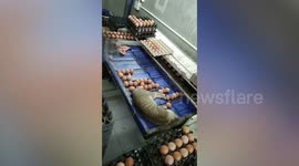 Apathetic pet cat sleeps on sorting machine while worker arranges eggs in cartons