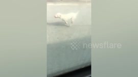 Loyal dog chases bus as it drives away