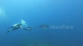 Smart stingray approaches divers to ask for help removing net stuck on his back in Thailand