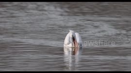 Dalmatian Pelican Fishing in Hengshui, China