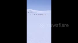 Tibetan antelope walking in snow on the plateau in Xigaze, China