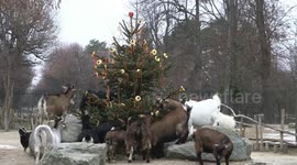 Greedy goats hog holiday treats in Vienna, Austria