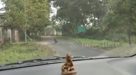 Uncontrollable leopard attacks van and sows panic in India