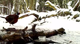 Hilarious male pheasant runs like road runner after the female pheasant.