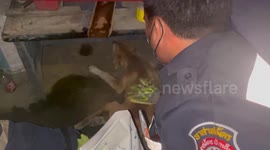 Kind shop owner saves stray dog injured in hit-and-run in Thailand