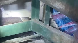 Snake wranglers square off against 14ft long king cobra