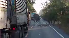 Wild elephants searching trucks for food caused a traffic jam in Thailand