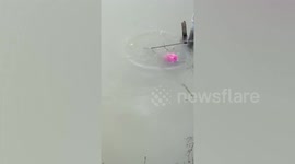 Kind tourists save fish stuck in dragon fruit in Thailand