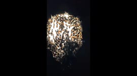 Hundreds of bees surround light bulb in Vietnam