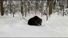 Tom the Playful Bear
