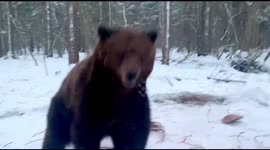Brown bear playing with the snow