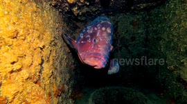 Dusky grouper at the Professor Luiz Saldanha Marine Park - Sesimbra - Portugal