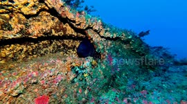 Moray, an inhabitant of the River Gurara shipwreck, near Espichel Cape - Sesimbra - Portugal.