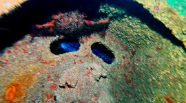 European conger, an inhabitant of the River Gurara shipwreck, near Espichel Cape - Sesimbra - Portugal.