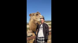 Camel takes a bite at man's head trying munch on fruit