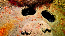 Newsflare Edit - European conger, an inhabitant of the River Gurara shipwreck, near Espichel Cape - Sesimbra - Portugal.