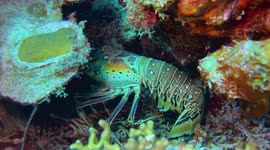 Large female egg-bearing Caribbean spiny lobster tending her eggs.