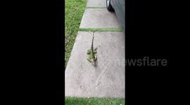 Iguanas freeze in South Florida, US, as temperatures drop during holidays